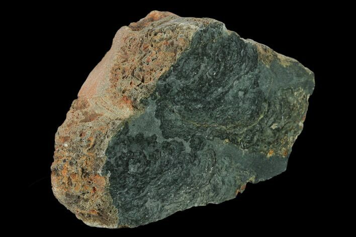 Polished Stromatolite (Alcheringa) Section - Billion Years #133046